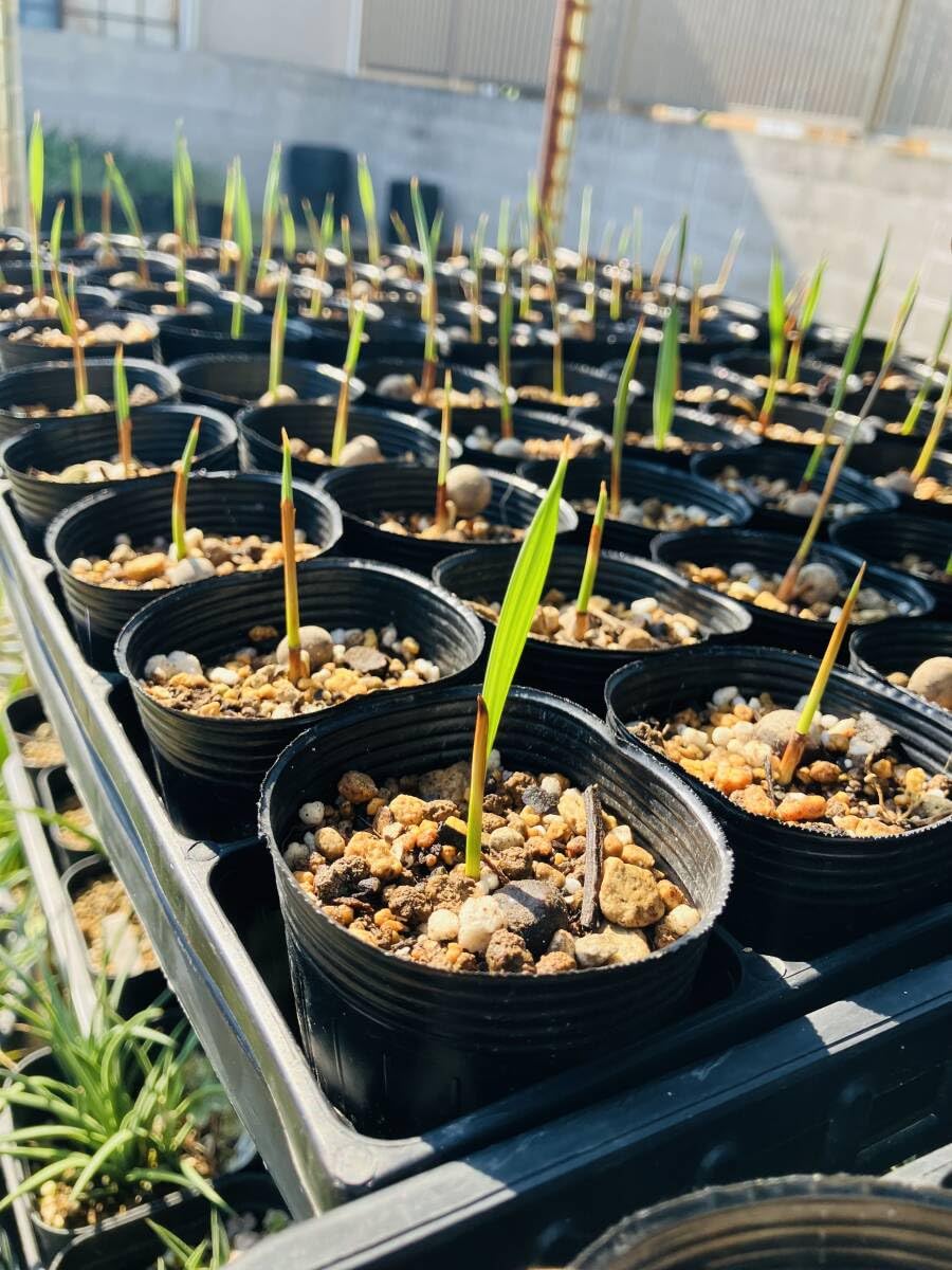 Amazon.co.jp: ブラヘア アルマータ 30苗 鉢のまま発送 : おもちゃ