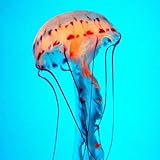 jellyfish lake palau open And there are no ads in the app.