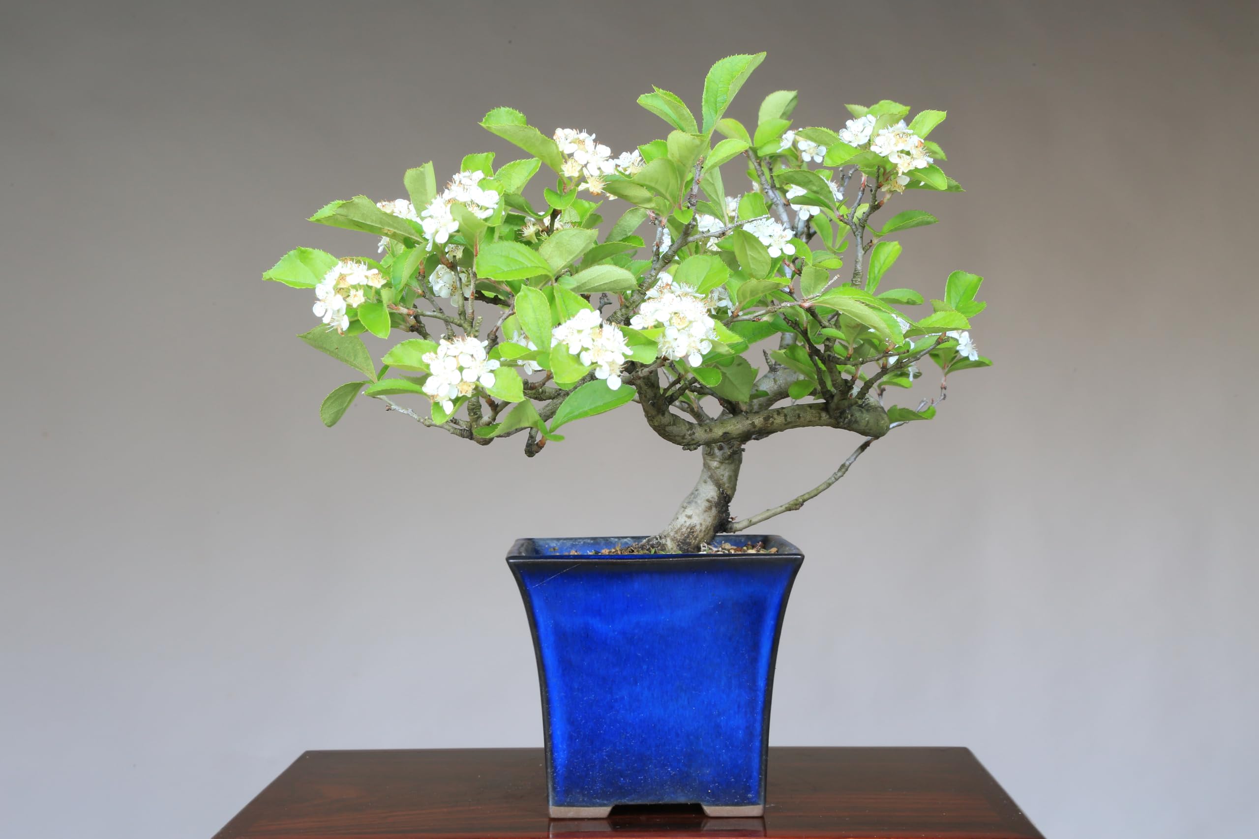 Amazon.co.jp: 一才カマツカ 小品盆栽【泰寿園 Online】 : DIY・工具