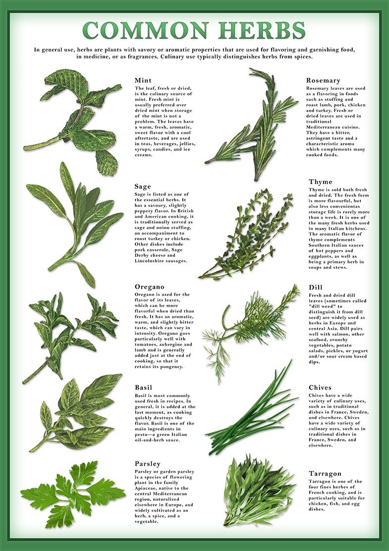 Snowgoose and Lily Common Herbs Poster - Artwork for the Kitchen - A3 Size - 29.7 x 42 cm - Paper Laminated