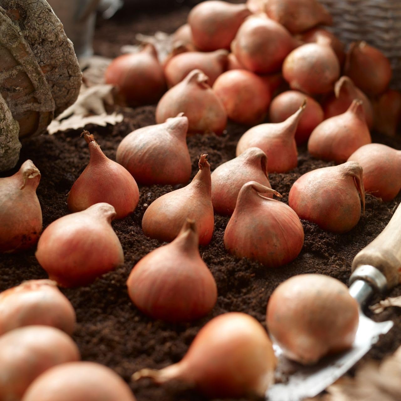 Finola Double Tulip Bulbs - Hardy Perennial, Peony Like Tulip (Double Late Tulip 'Finola') | Late Spring Blooming Tulip Bulbs for Planting - Easy to Grow (24 Pack)