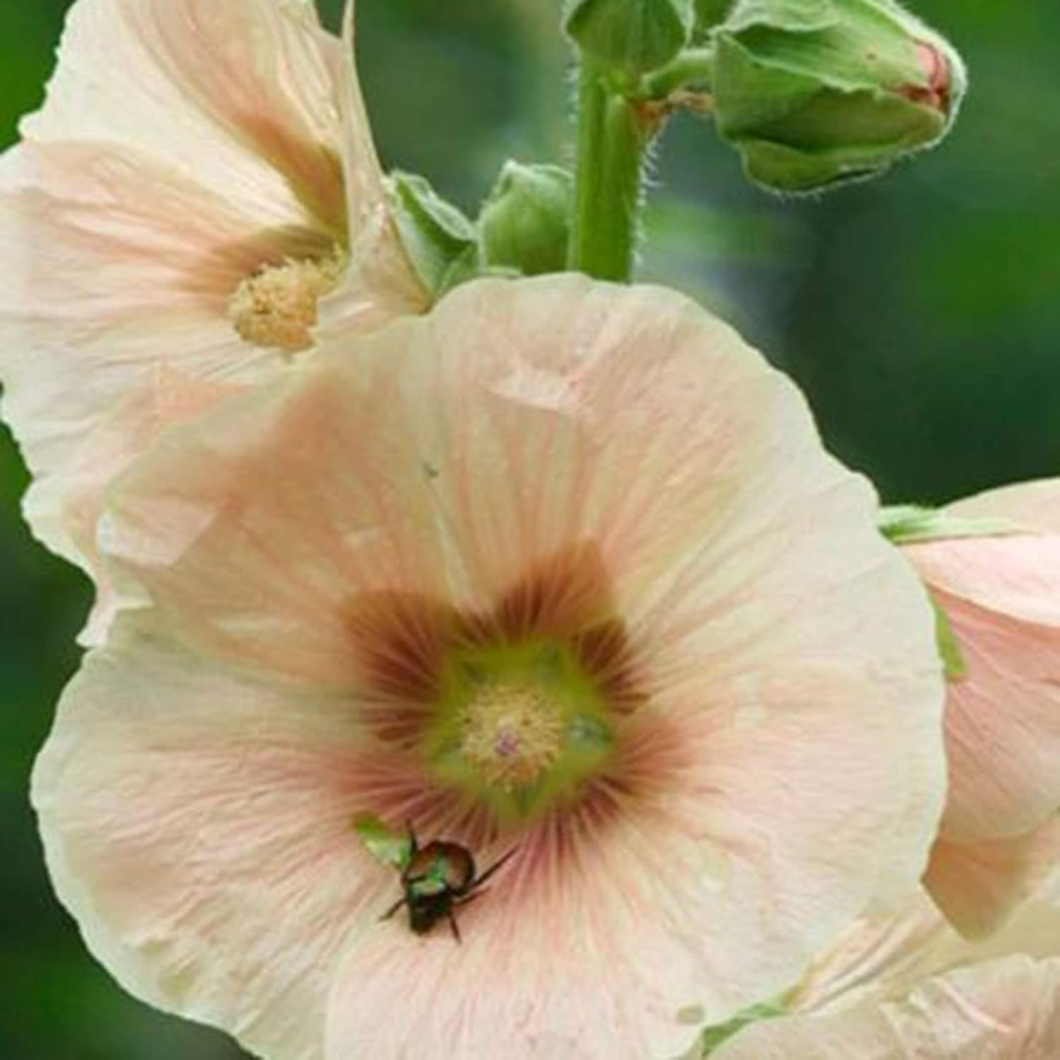 Flower Seeds for Planting Peach Hollyhock Seeds 25 Pcs Non