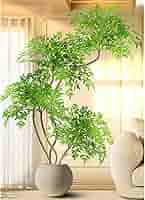 ⑦【処分価格】新品 ヤシの木(220cm) 人工観葉植物 フェイクグリーン