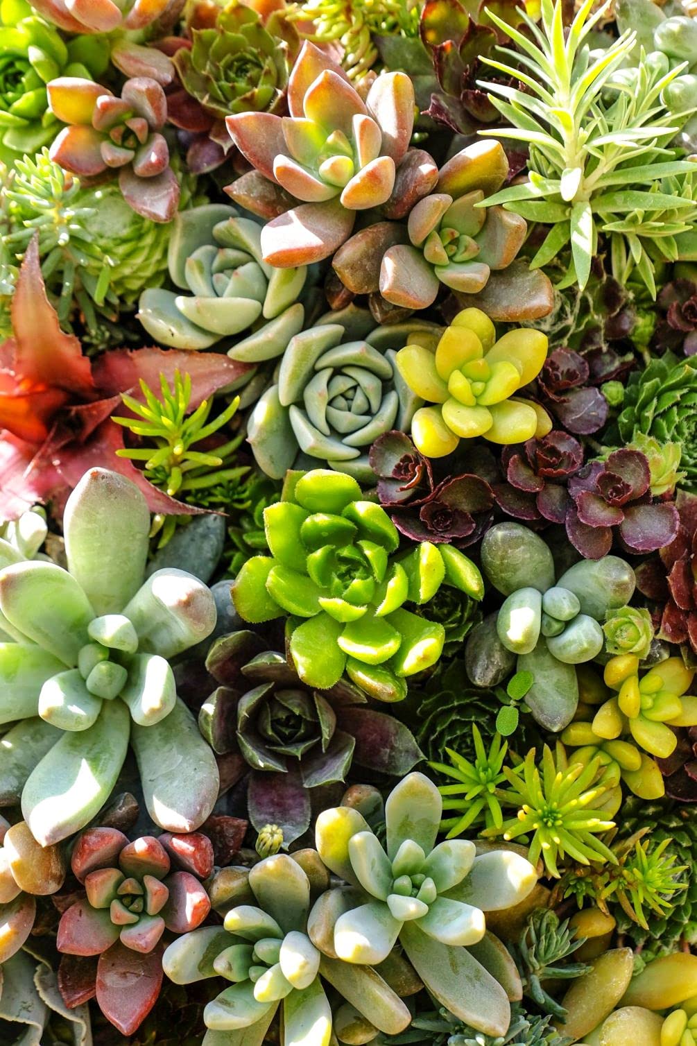 Amazon.com : Mixed Colored Succulents Seeds Garden and Home Bonsai Flower  Plant 200 Pcs Seeds : Patio, Lawn & Garden