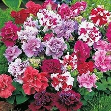 Petunia Double Mix Flower Seeds, Hybrid Red, White, Pink, Pack of 500 Seeds for Garden Planting