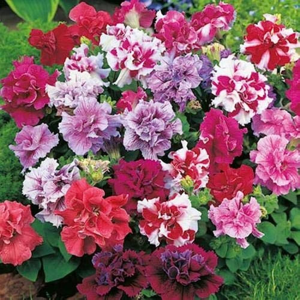 Petunia Double Mix Flower Seeds, Hybrid Red, White, Pink, Pack of 500 Seeds for Garden Planting-picture-19