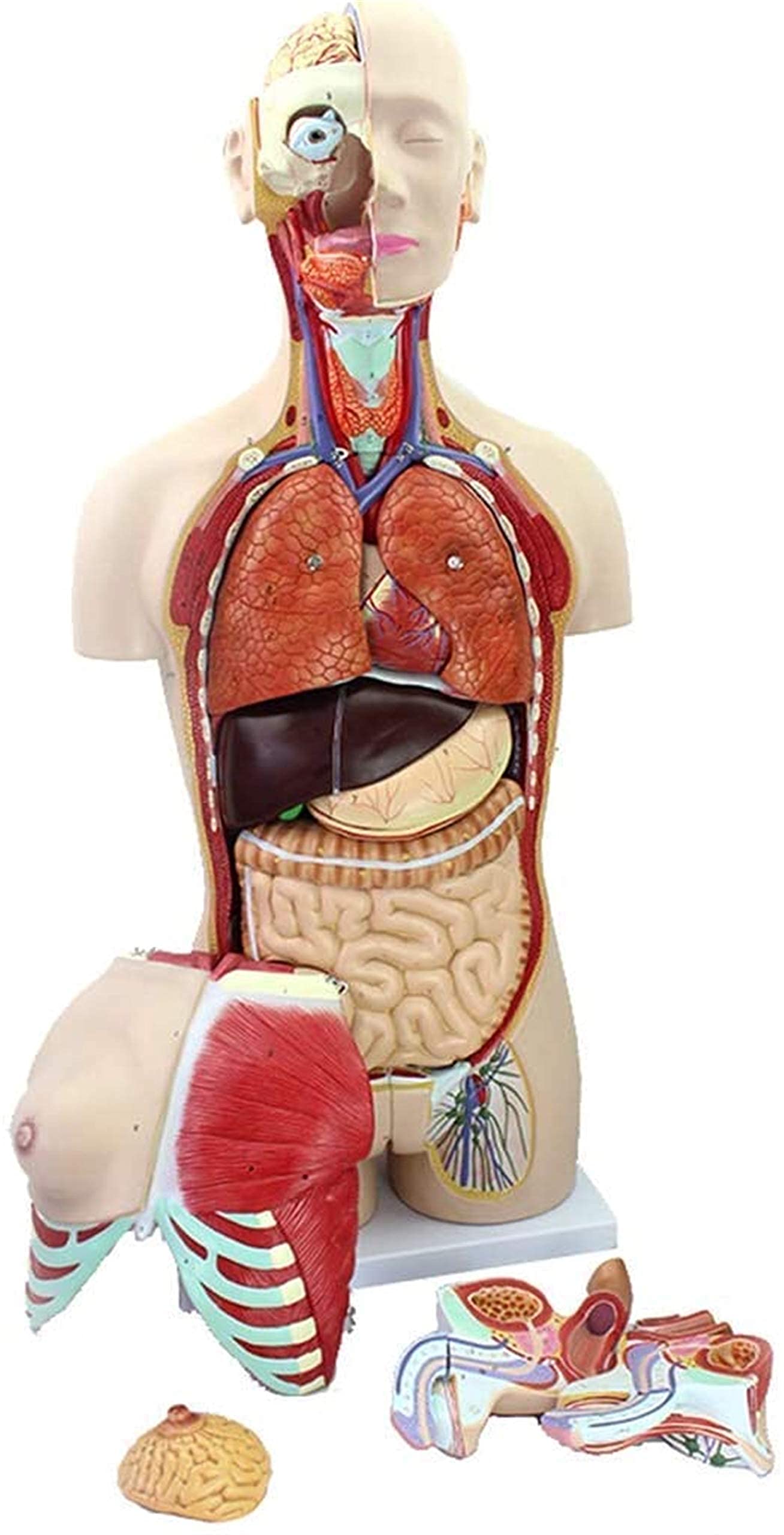Anatomy Model, Educational Model Human Torso Anatomical Model - 85CM Torso Anatomical Model - Human Unisex Torso Model - Detachable 29 Parts Visceral System Anatomy Medical Model for Medical Demonstr