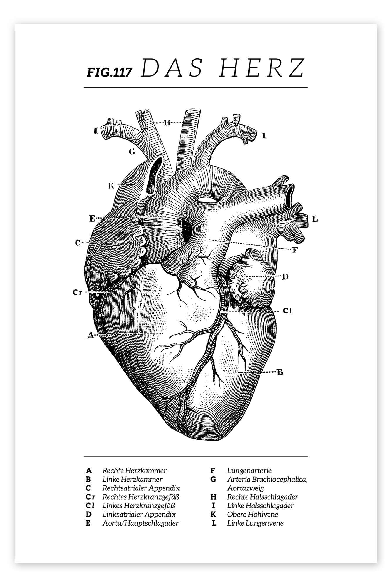 Posterlounge Il cuore (tedesco) Poster | 90 x 130 cm di Vintage Educational Collection Nero e Bianco Quadri Decorazione per pareti