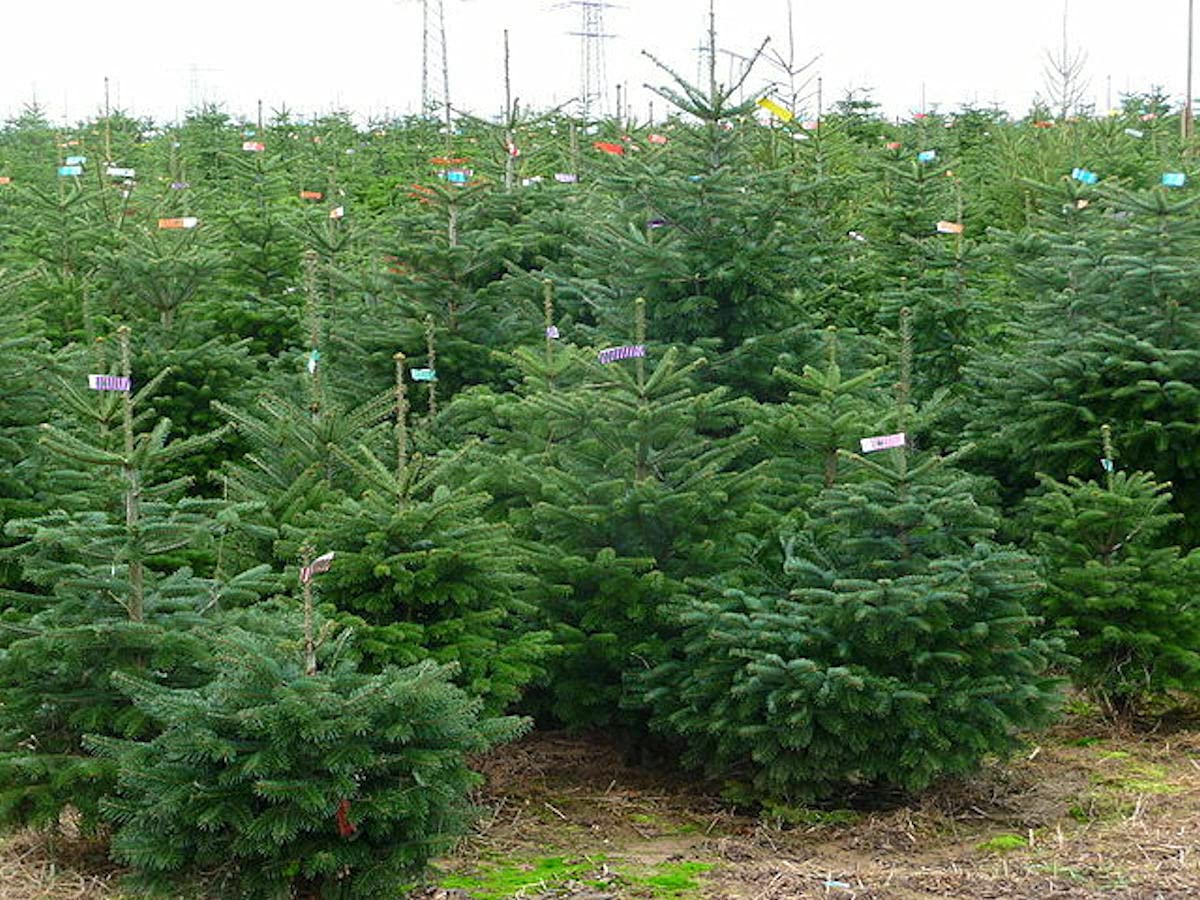 25 Seeds of Abies Bornmuelleriana