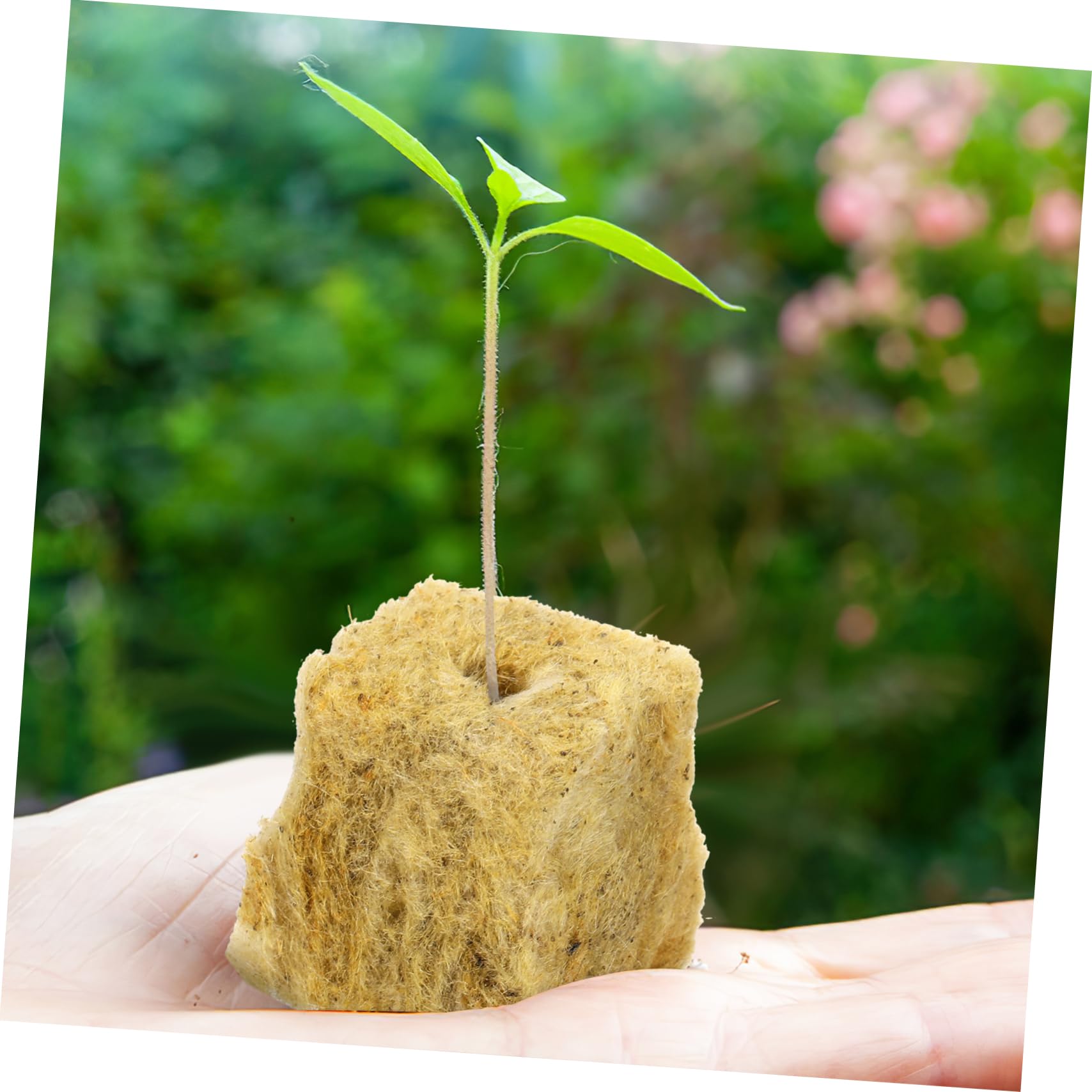 Toddmomy 3 Ensembles Cubes De Culture Hydroponique Pour Bouturage Et Propagation De Plantes Matériau Premium Avec Excellente Rétention Eau Et Perméabilité À Air Pour Culture 100 Pièces * 3