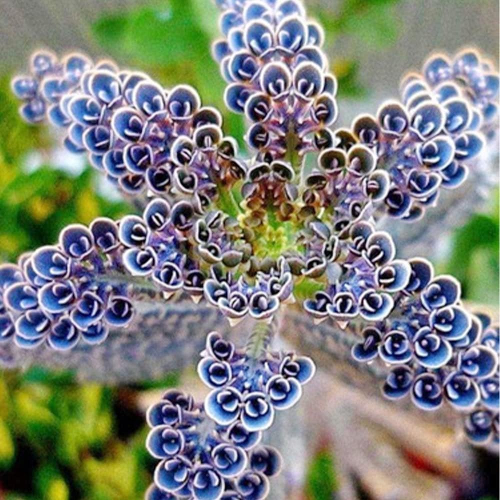 35 Seeds Rare Dark Blue Kalanchoe Flaming Katy Seeds Succulent Flower Seed Striking Tropical Exotic Plant for Garden Home Balcony Office Decor-image-8