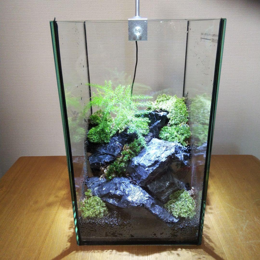 Amazon.co.jp: 苔テラリウム完成品 苔テラリウム 苔ボトル