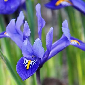 Clairette Dwarf Iris Bulbs for Fall Planting Early Blooming Iris Bulb with Pale Blue & White Flowers Perfect for Borders, Containers & Rock Gardens Easy to Grow Iris Flower Bulbs