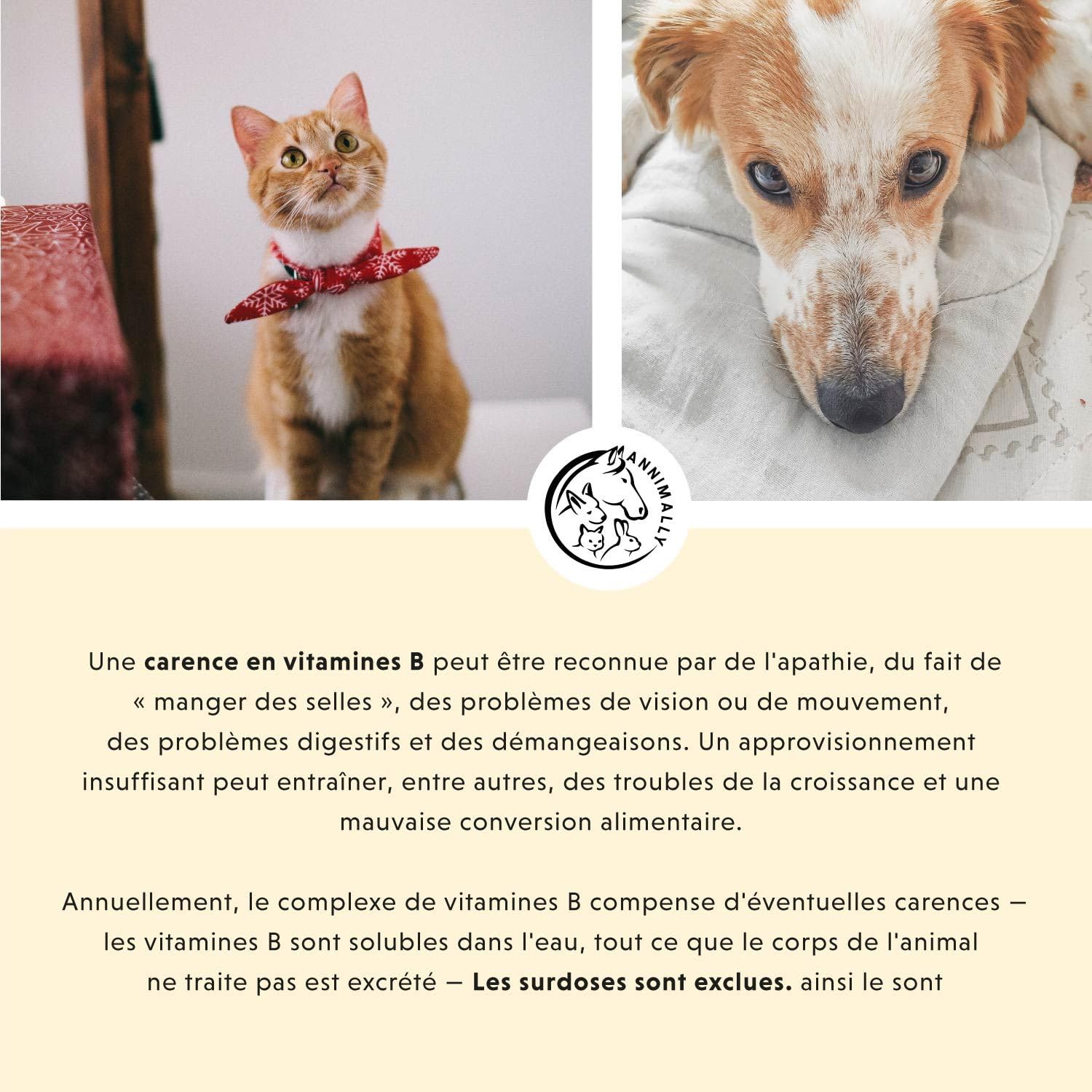 Vitamine B Complex 120 comprimés pour Chien et Chat : Vitamine B1, B2, B3, B5, B6, B9, B12 - Vitamines et compléments pour Chiens et Chats - Vitamine pour Chien - Vitamine Chat