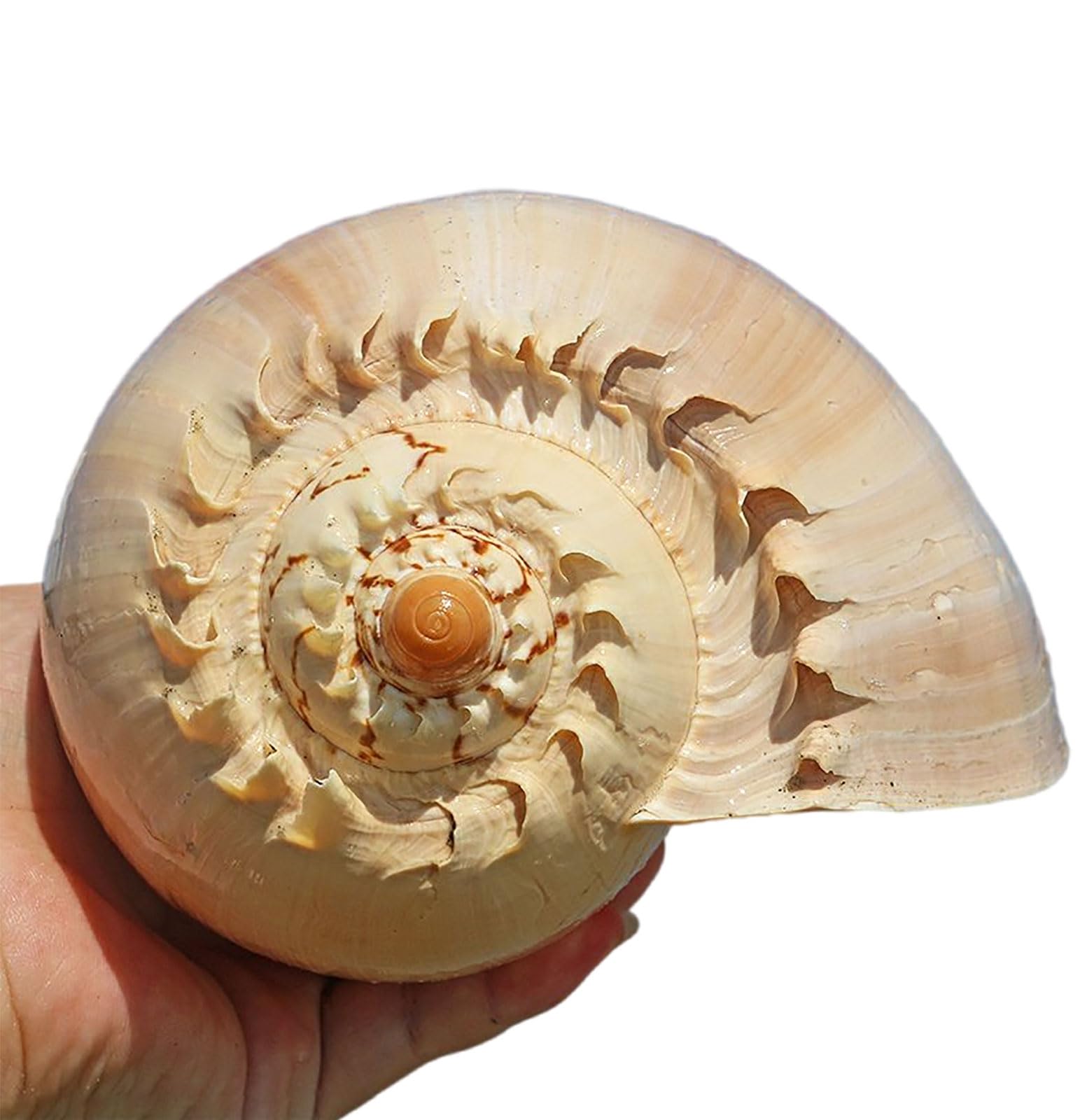 COYOUCO Conchiglie Naturali, Conchiglie giganti da Spiaggia Ottimo per Acquario Decorazione di Nozze Festa a Tema Spiaggia Decorazioni per la casa Artigianato Fai-da-Te Piante d'Aria,F
