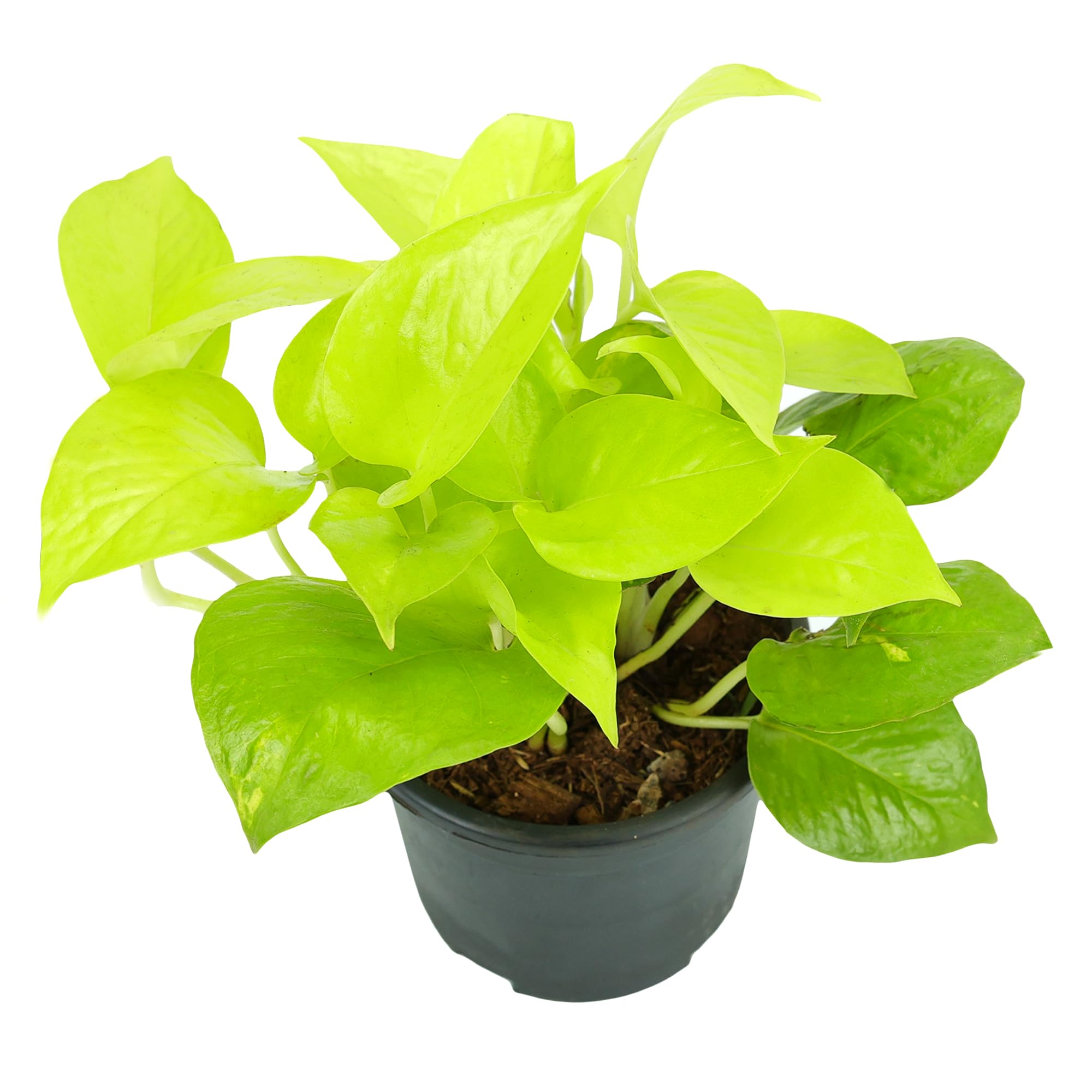 Urban Plant Live Money Plant for Indoor, Yellow (Small [Nursary Pot]) (B0DH7RSSQ5) Amazon Price History, Amazon Price Tracker