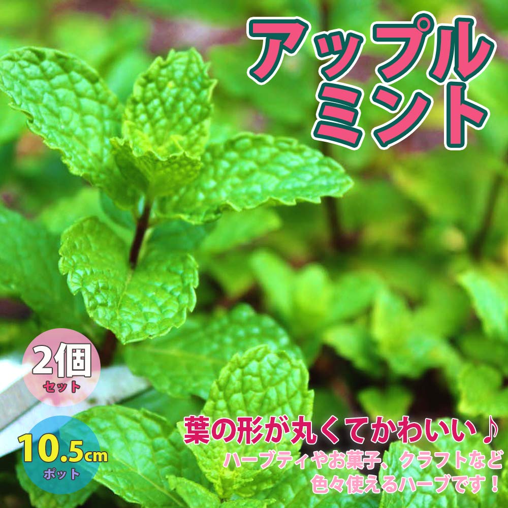 ♡ミント♡ 80年代🍦ミント・ゆかり🐳原宿パステル気分❤️ (@ruby27mint
