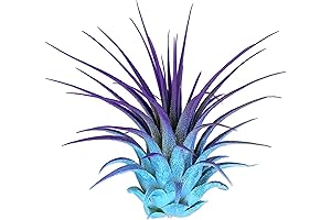 Rainbow Tillandsia Air Plant: A Touch of Nature for Your Home