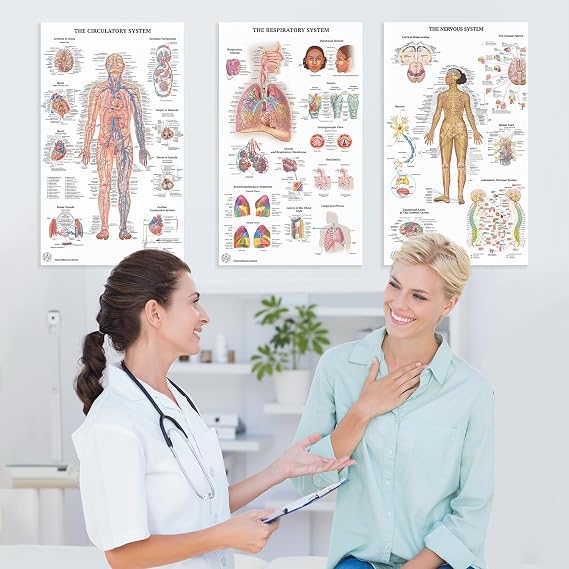 23 Human Anatomy Posters and Charts - 18x30, Medical Posters, Anatomy of the Skull, Injury, Breast, Skin, Ligaments of The Joints, Circulatory, Skeletal, Reproductive, Muscular, Injuries, Nervous Systems, Spine, Brain, Ear, Nose & Throat, Heart, Eye, Teeth, Science Biology Health Poster for Classroom, Office - Laminated