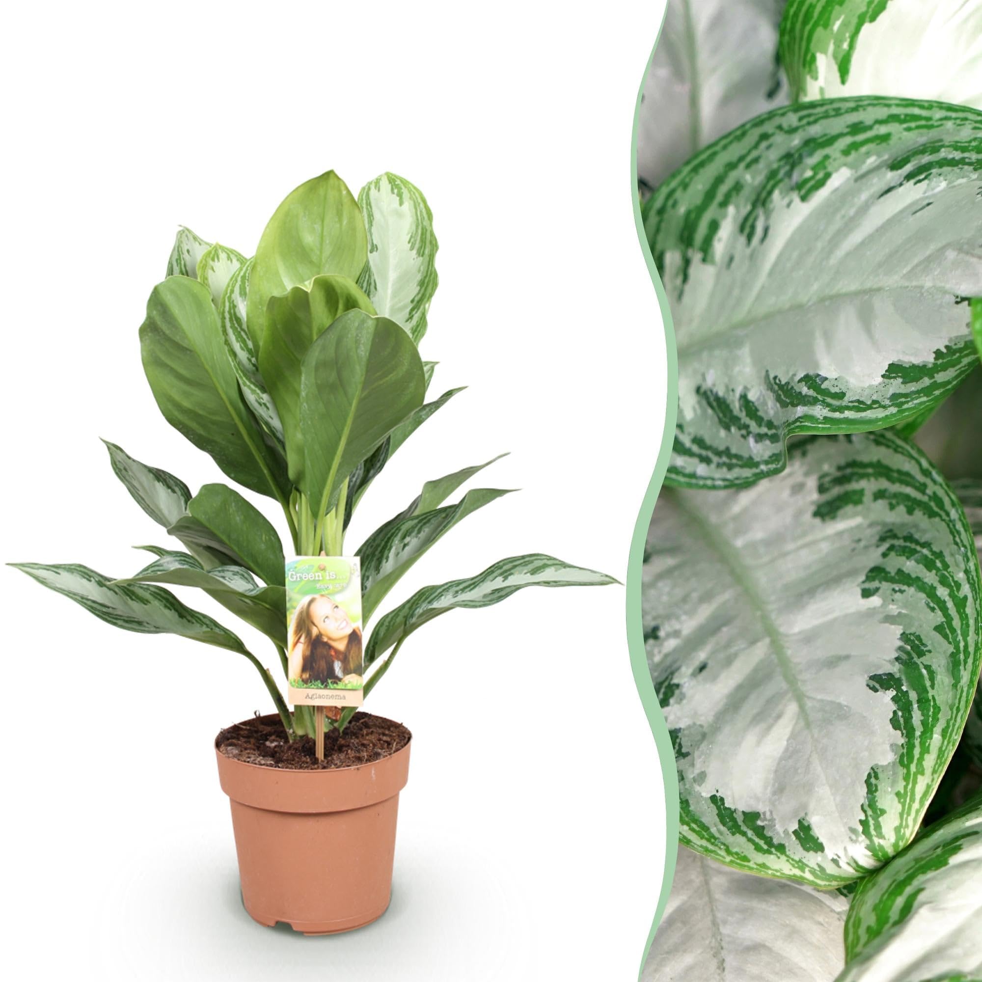 Aglaonema Silver Bay – 17cm – Höhe 70-75cm – Pflegeleichte silber – grüne Zimmerpflanze mit dekorativem Blattmuster für Wohnräume und Büro 1