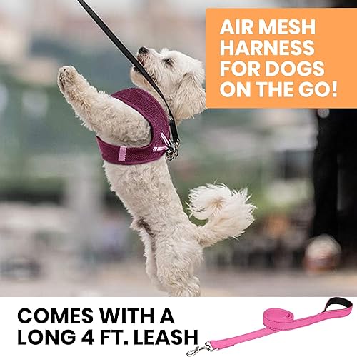 Miniatura 39 de MITA Juego de arnés y correa para perro, arnés para cachorro, arnés para gato, cómodo arnés para perros grandes y pequeños, transpirable y de malla