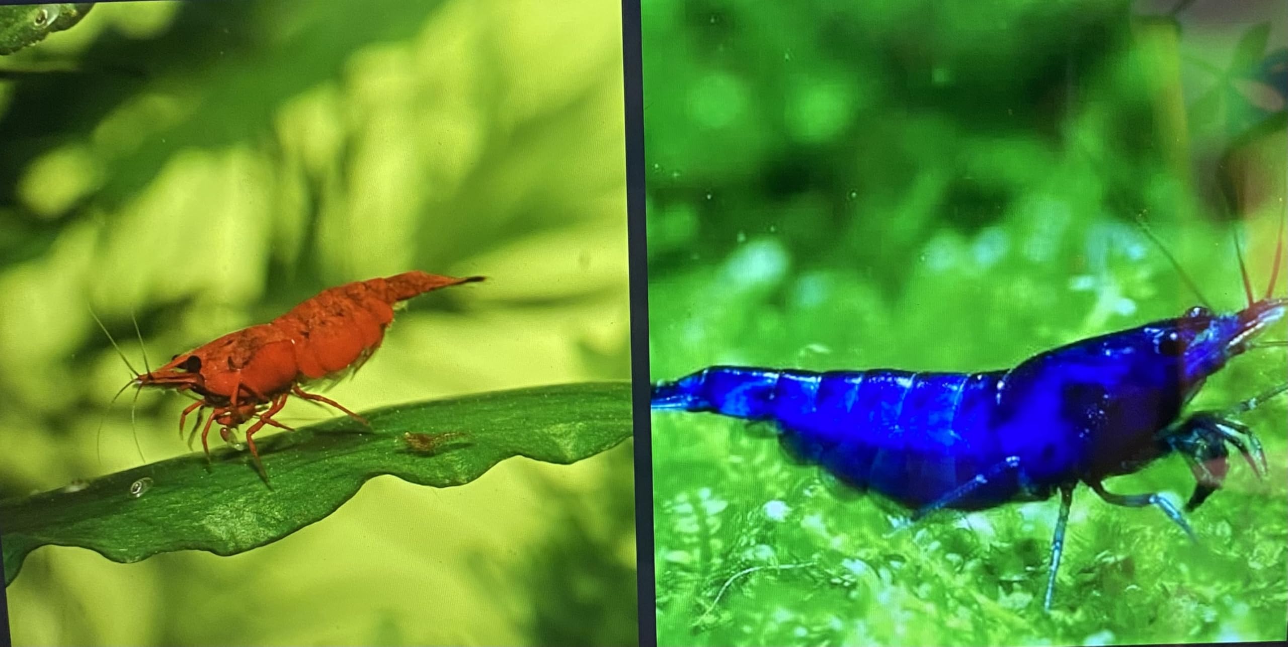 5 x HIGH GRADE Red Cherry & Blue Velvet Shrimp + 50g Snowflake Food Freshwater Aquarium