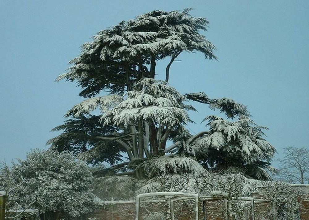 SAFLAX - Liban - Cedr - 20 Nasiona - Z pożywką wolną od zarazków - Cedrus libani