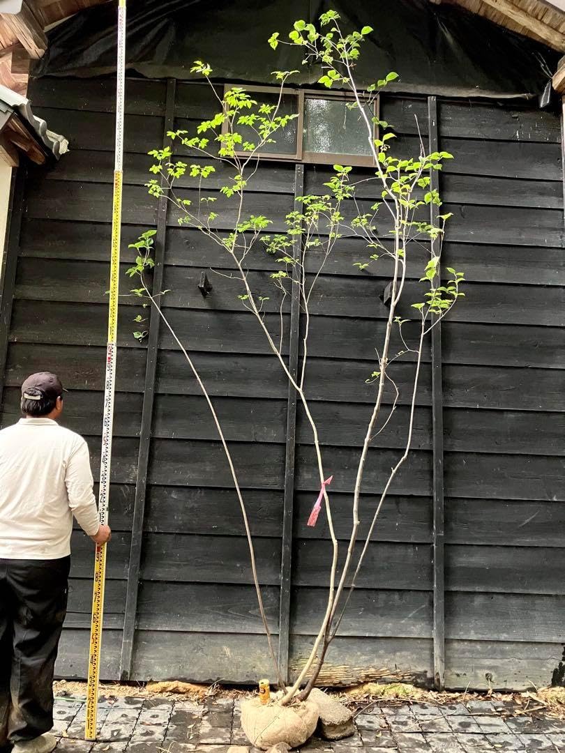 Sammy 玉緒で起きなはれ！！！ 目覚まし時計 Sammy玉緒で起きなはれ