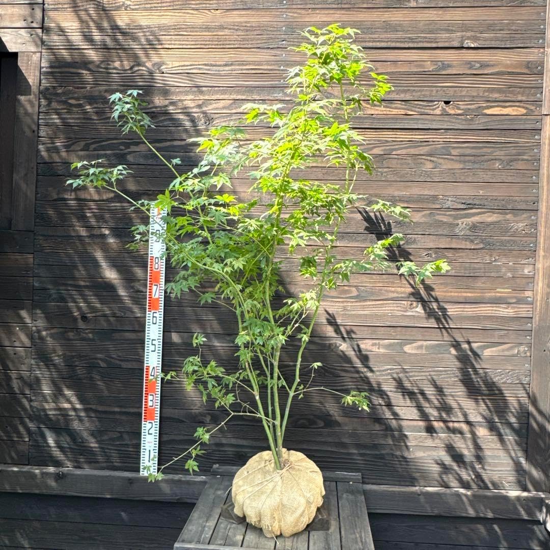 ヤマモミジ 山採り天然木 管理70652 ヤマモミジ/山採り天然木【現品