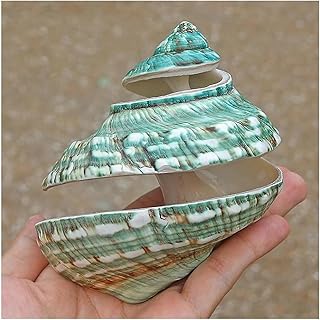 SFQEVHRZ Caracolas Naturales， Concha Marina Natural RARA de Gran tamaño, de Color Verde, de 9 a 11 cm, Perfecta for peceras, hogar, decoración de Bodas, Fiestas temáticas(10~11cm)