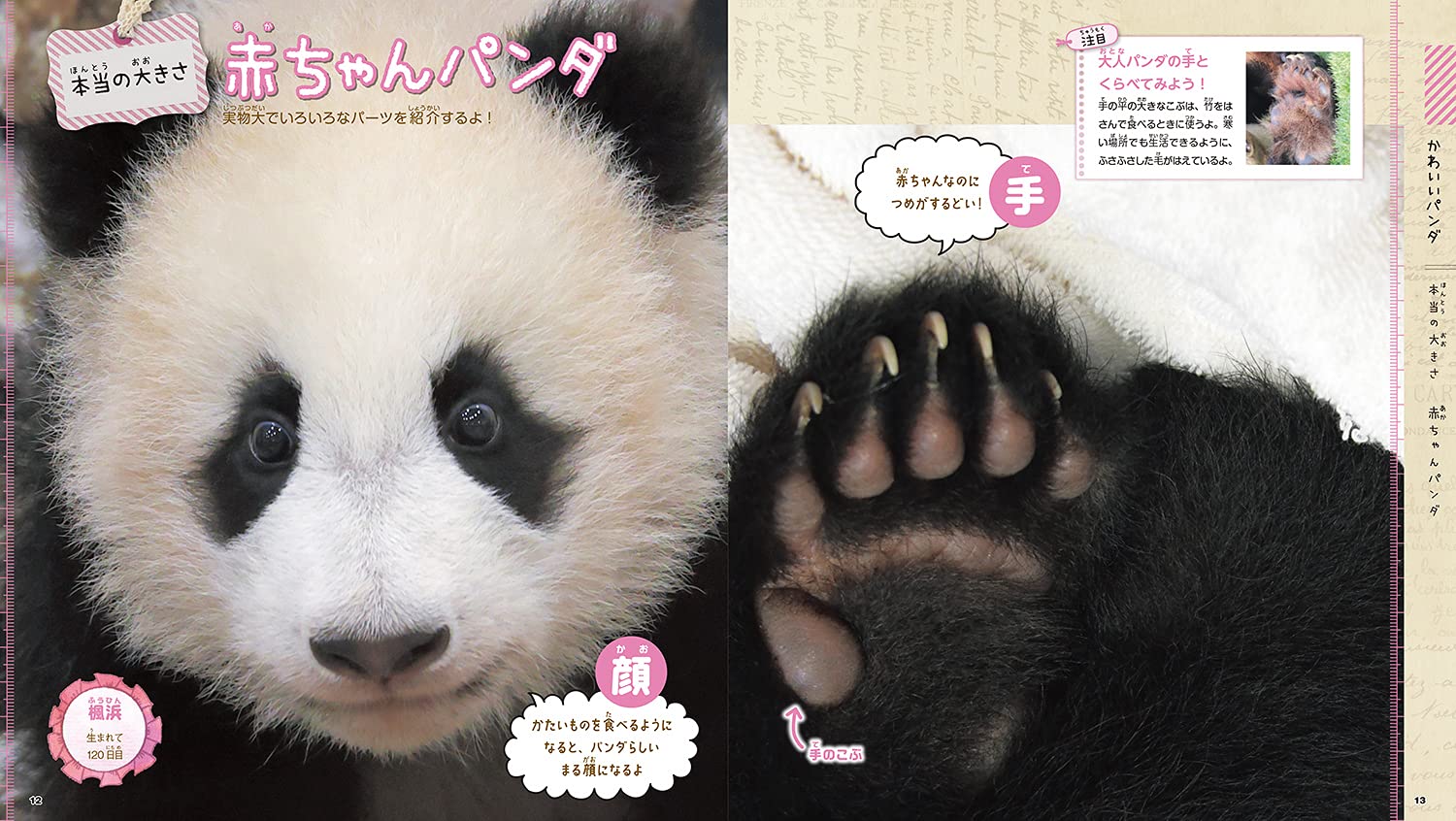 最安値挑戦 ぱんだ様確認用 バッグ 女性用 Winetfsa Com Br