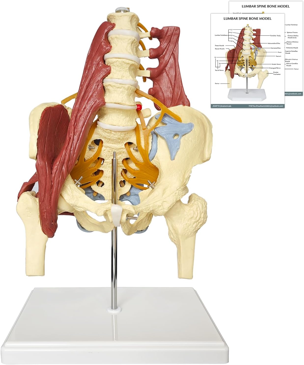 Human Lumbar Spine Bone Model, Female Pelvis Model 1:1 Life Size Nerves Hip Joint Muscle Anatomy Model Removable Movable Femur Heads Product Manual Card for Medical Education Study