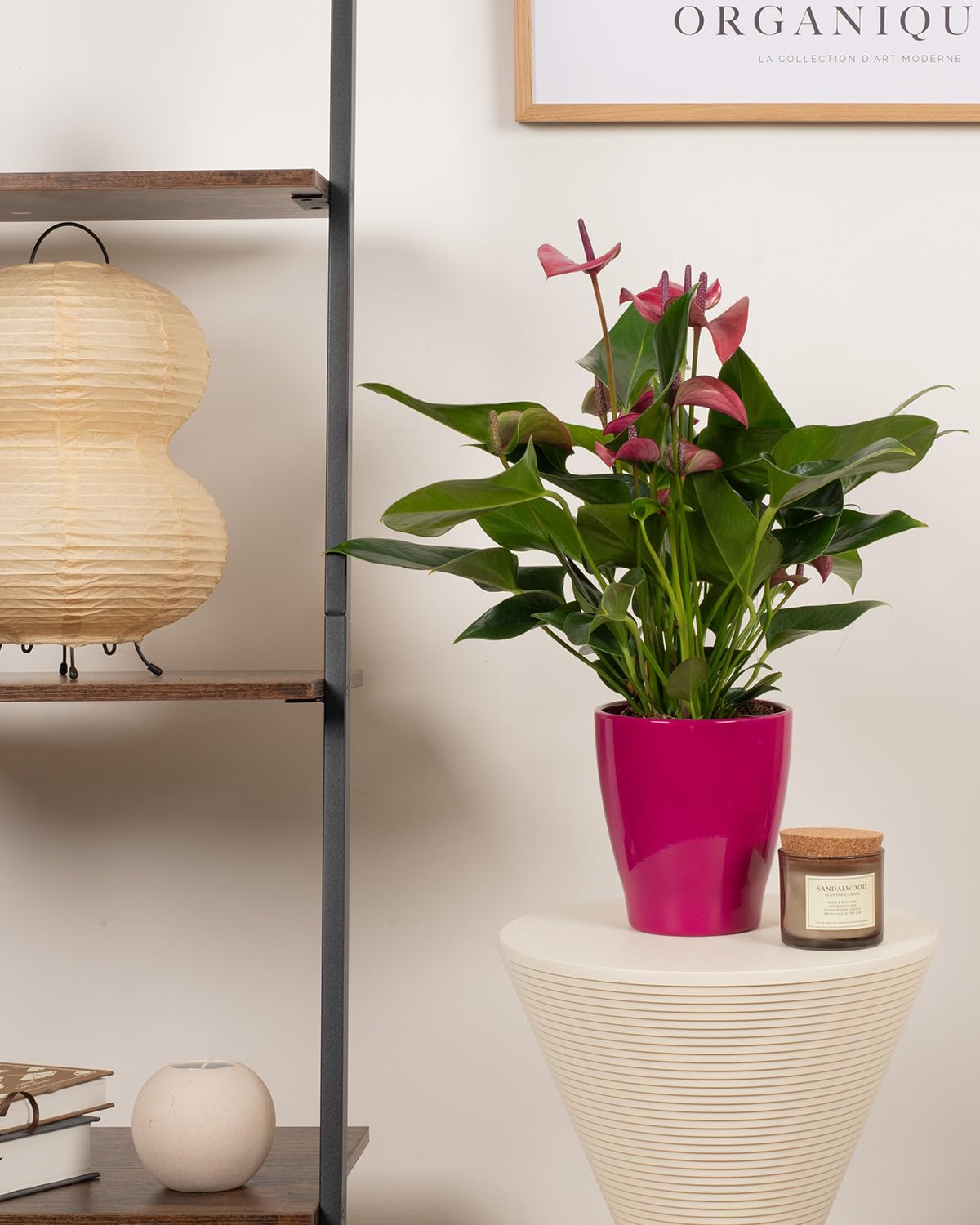 Prickle Plants Purple Flamingo Plant - Indoor Decorative Houseplant with Distinctive Foliage, Easy Care Plant for Home or Office Spaces (25-35cm incl. 13cm Pot)