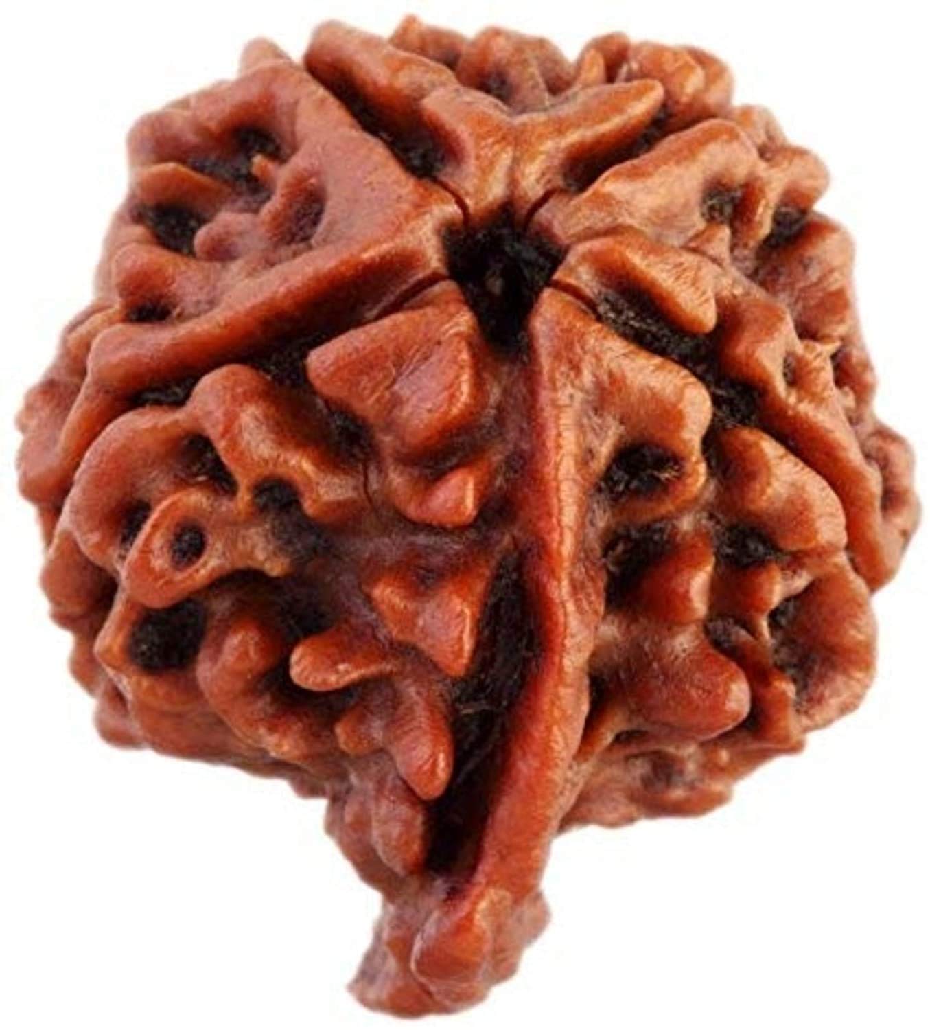 5 Mukhi Nepali Ganesh Rudraksha Energised Ganesha Ganpati Panchmukhi Rudraksh | Ganesh Rudraksha Certified Original Nepali Ganesh Rudraksh | Ganesh Rudraksha with Certificate (B08L4QR2MW) Amazon Price History, Amazon Price Tracker