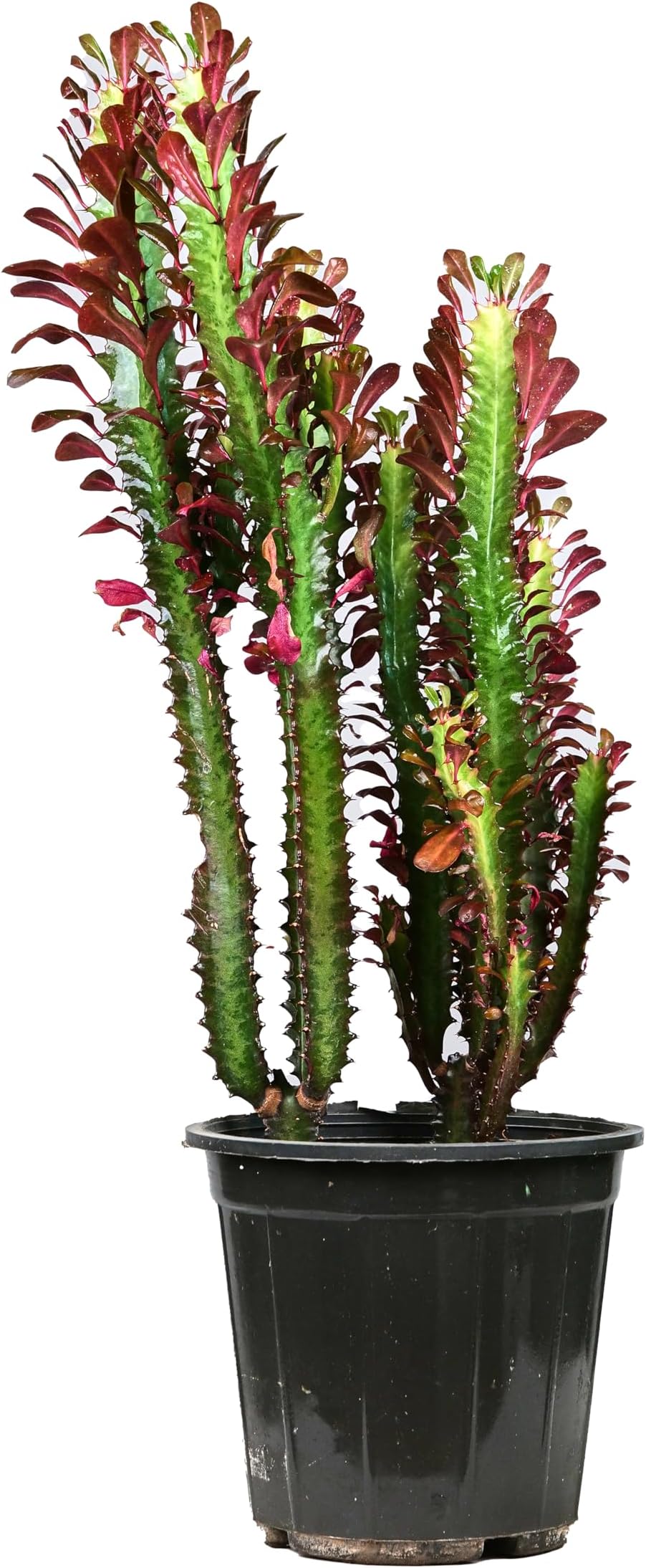 Spring Rose Souq Euphorbia Trigona Live Plant 45cm - Plant for indoor and outdoor garden