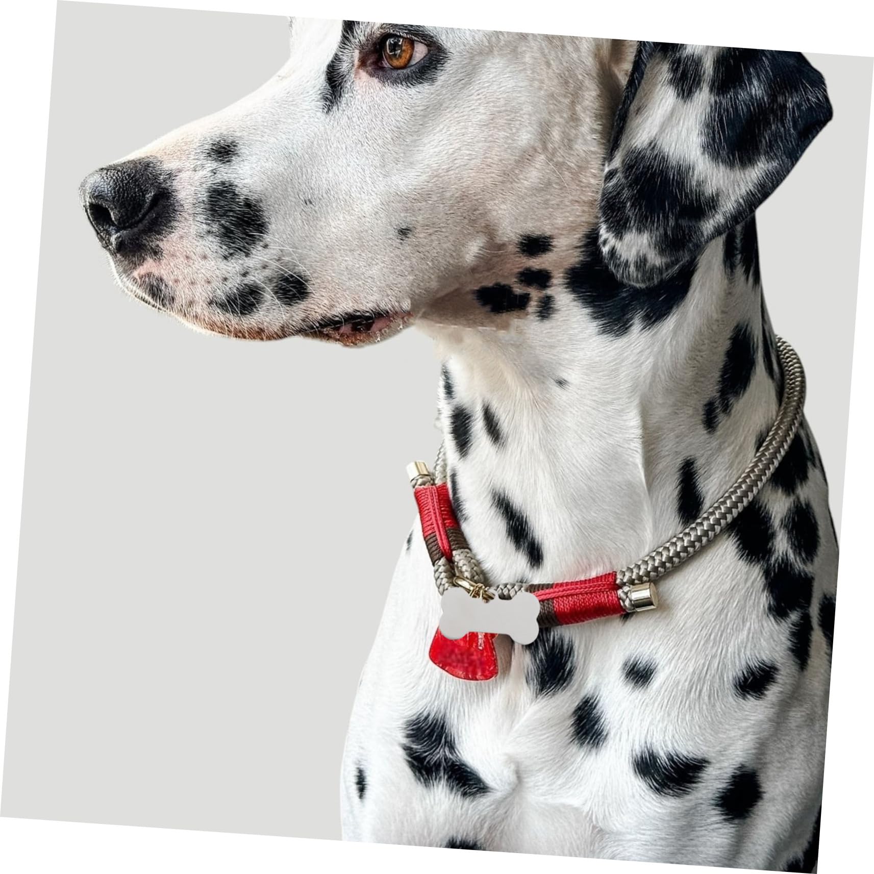25piezas Etiquetas De Identificación De Mascotas Acero Inoxidable Diseño De Hueso Grabables y Resistentes Para Perros y Gatos Para Paseos Diarios y Eventos De Mascotas