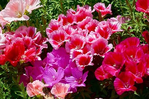 Miniatura 3 de Seeds Godetia Mix 200+ semillas para plantar flores anuales sin OMG Adiós a la primavera Flor de satén Clarkia