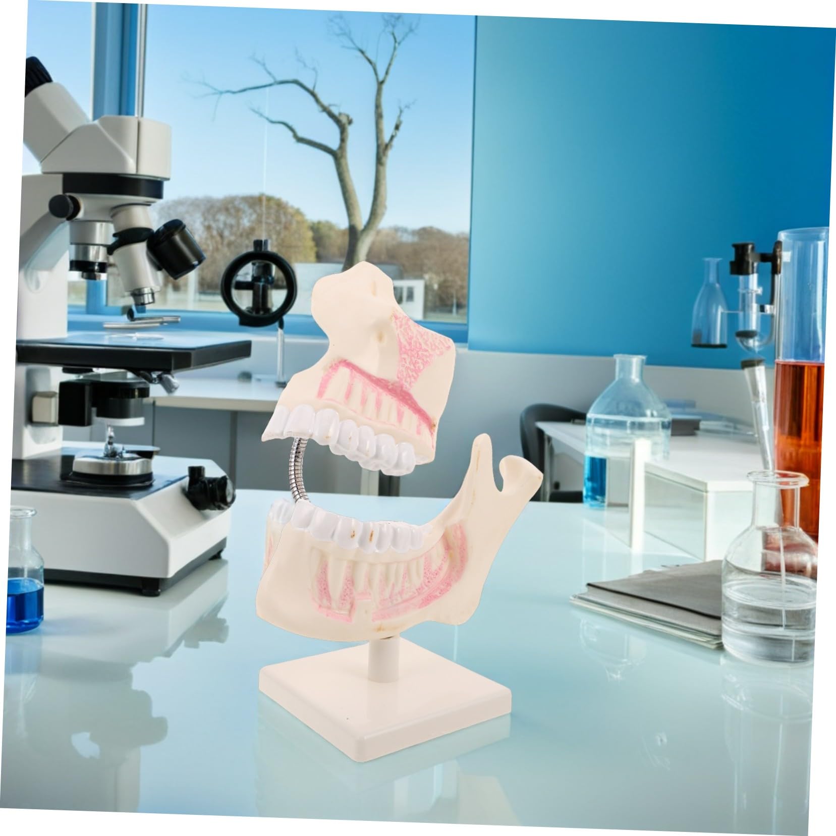 MAGICLULU Modello di Bocca in Plastica per Studio Modello Dimostrativo per Studenti di Odontoiatria Strumento di Intaglio per Pratica e Preparazione Agli Esami