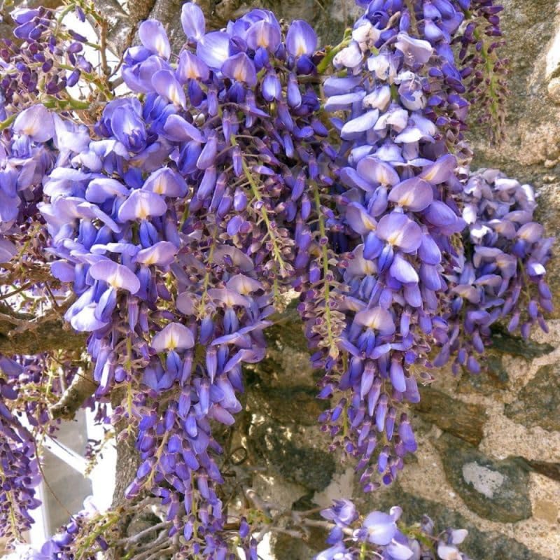 Blue Wisteria Live Plant, Wisteria Tree, 6 to 12 Inch Plant in Pot, Fully Rooted, Hardy Perennial Flower Plants, Dormant in Winter