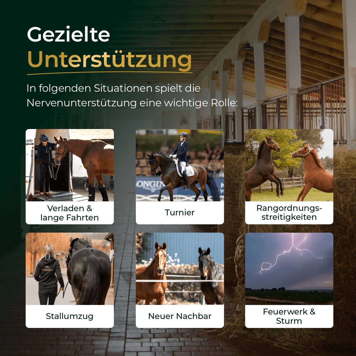 Nerven+ 1,5 kg - Pferde Pellets mit Magnesium & Tryptophan - Unterstützung bei Stress - 100% Natürlich & Melassefrei - Made in Germany