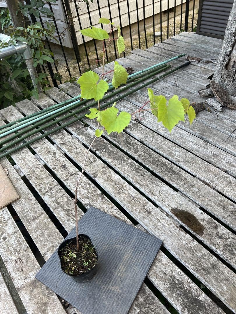Amazon.co.jp: ?ブドウ台木 テレキ5bb 挿木苗 3年苗 : DIY・工具・ガーデン