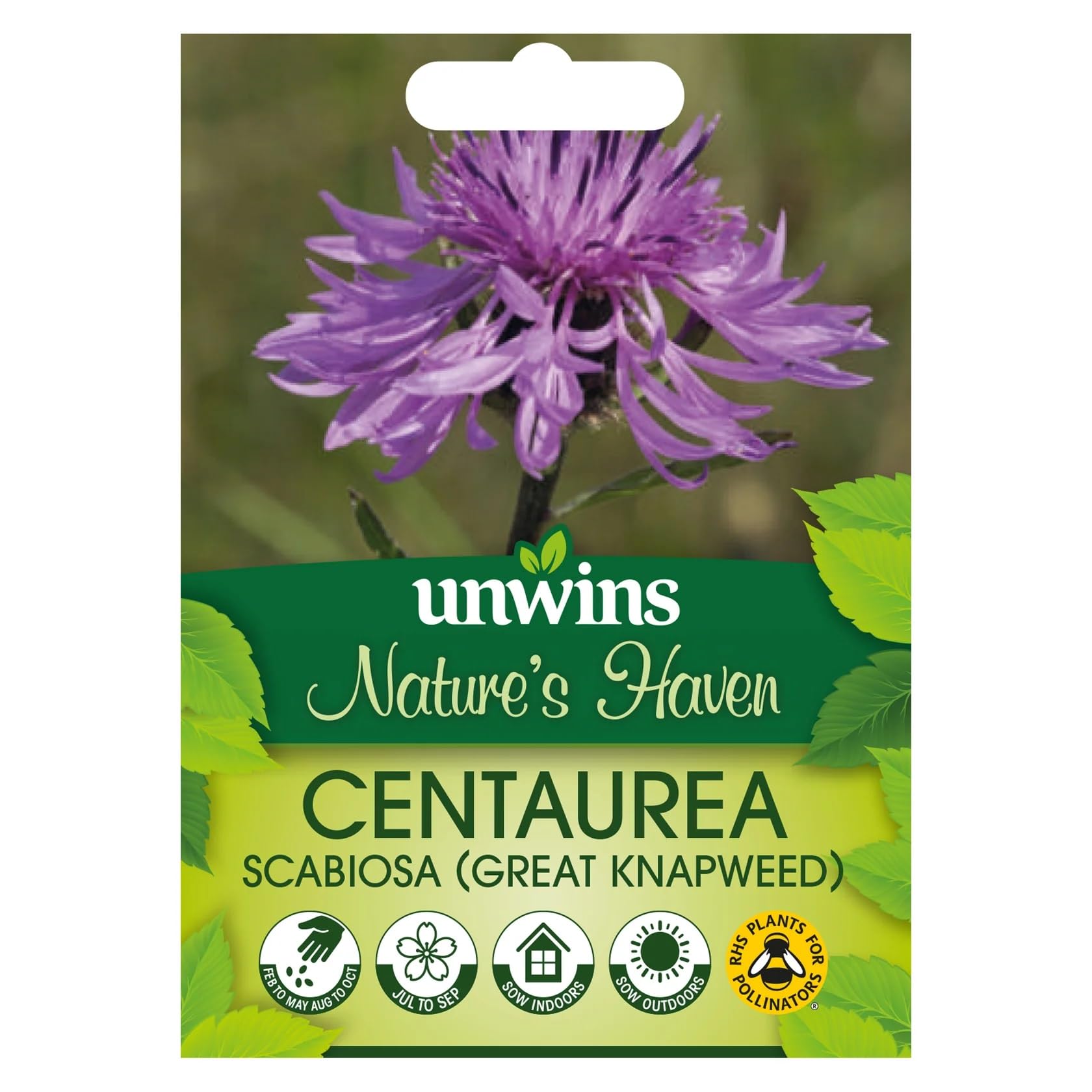 Unwins Nature's Haven Centaurea Scabiosa (Great Knapweed) Seeds