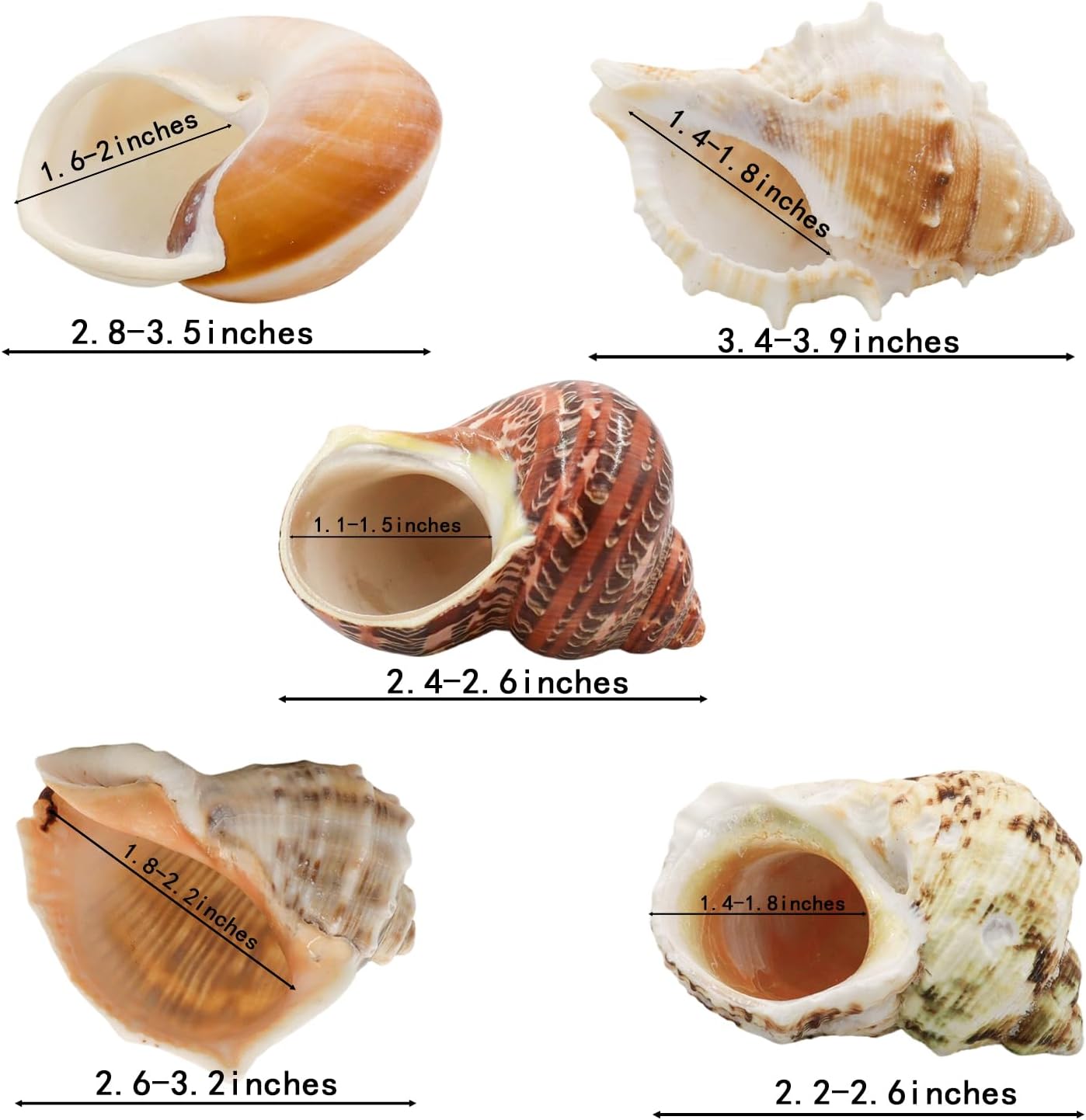 5 Pcs of Medium and Large Hermit Crab Shells Natural Conch Size 2.4-3.9 in, Opening Size 1-2in. Growth Turbo Shells Suitable for Natural Hermit Crab SuppliesConch Ornaments Home Decoration 5pcs-size3-4in