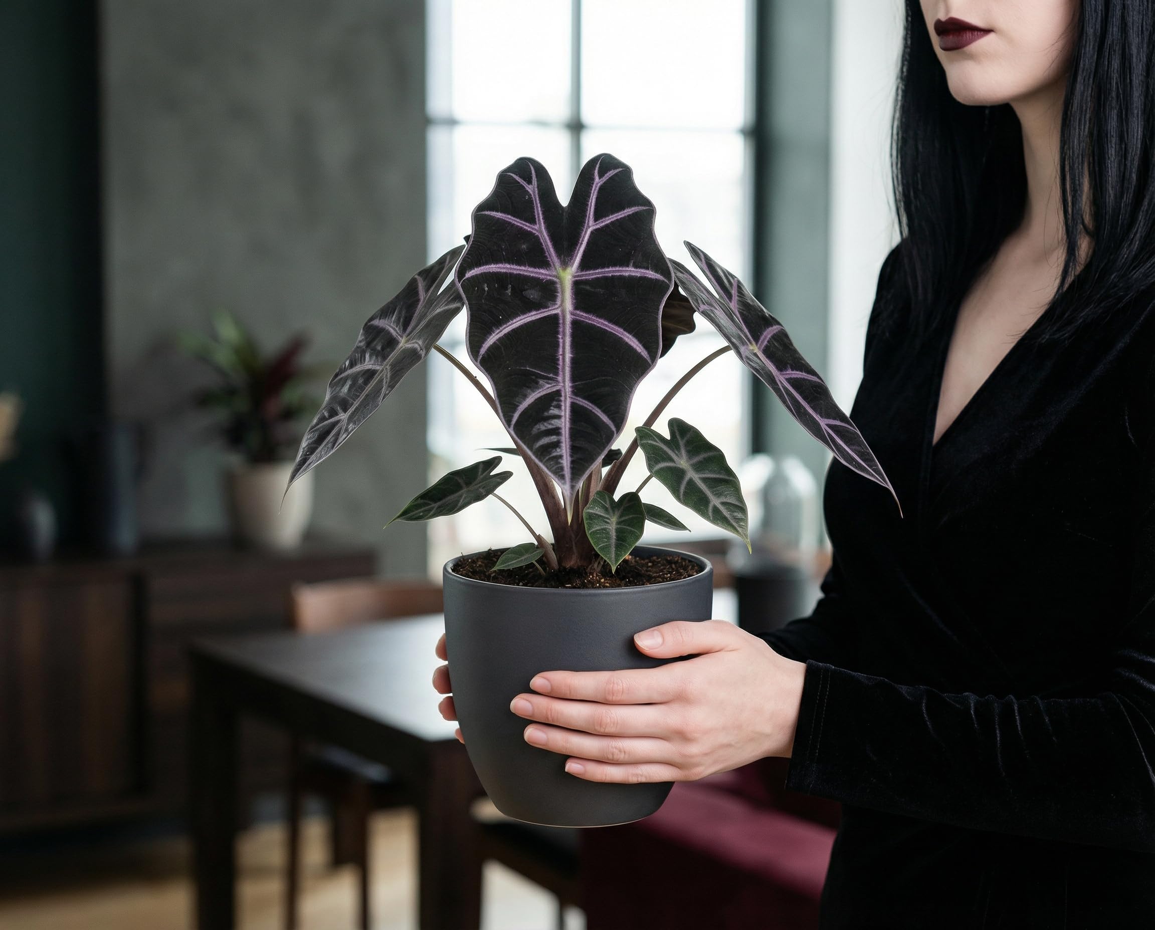 NatureHolic Zimmerpflanze Alocasia longiloba Purple Vein - exotische Blattschmuckpflanze mit violetten Blattadern – Pflegeleichte echte Pflanze für tropisches Flair