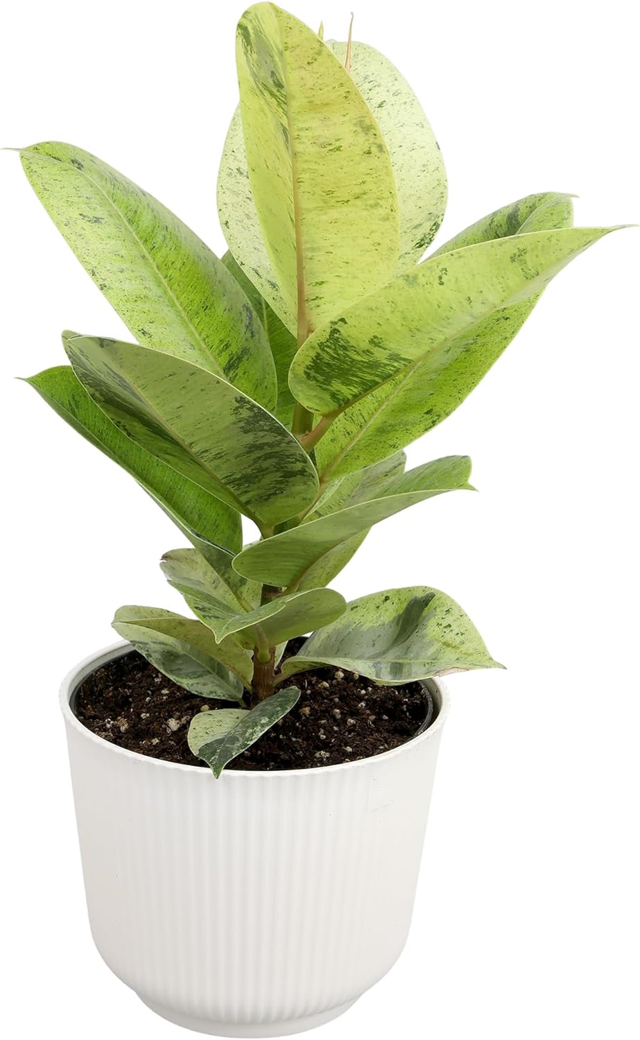 Ficus Shivereana 'Moonshine', Rare Rubber Trees, Unique Live Houseplant Decor in 6" White Pot, Easy Gift, Variegated Live Ficus Houseplants, Office & Decorative Plants by Plants for Pets