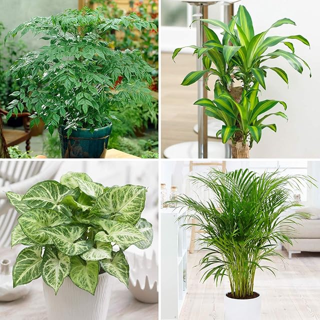 You Garden - Evergreen Indoor House Plant Collection - 4 Plant Collection in 12cm Pots - House Plants in pots - Plants Office or Home Décor - Easy Care Plants Low Maintenance