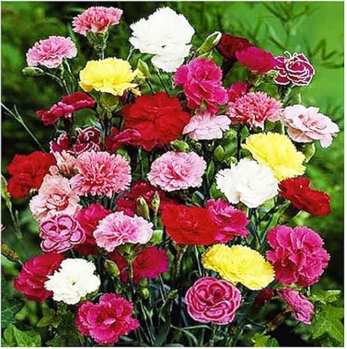 Miniatura 3 de Carnation Chabaud Mix Seeds - 275 Semillas - Periodo de floración de 8 semanas - Todas las zonas