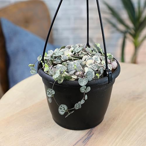 Miniatura 3 de Cesta colgante de cadena de corazones abigarrados, Ceropegia linearis Woodii, cadena de corazones, plantas suculentas vivas, plantas de interior