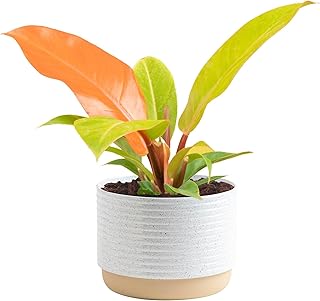 Costa Farms Philodendron Live Plant in Decorative Pot, Air Purifying Ind...