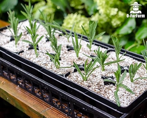 Miniatura 6 de Perlita gruesa a granel de 5 cuartos de galón, perlita hortícola gruesa para plantas de interior, mezcla de acondicionador aditivo, mejora el